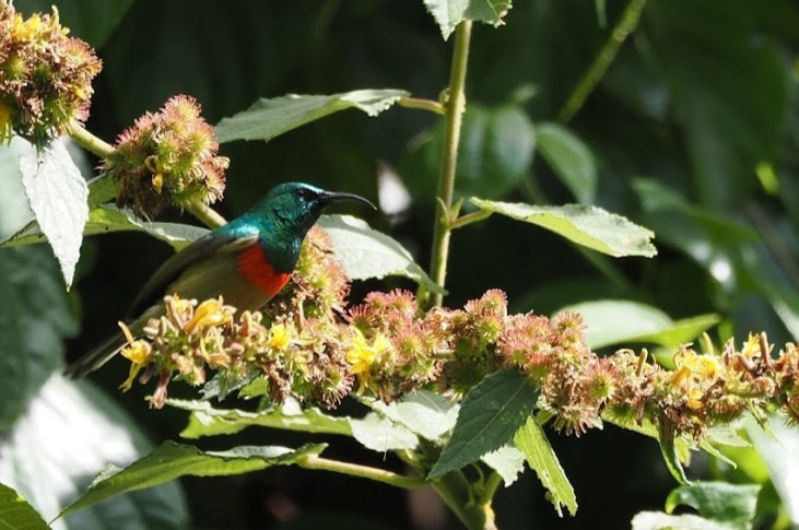 Souimanga du Kilimandjaro - ML646701811