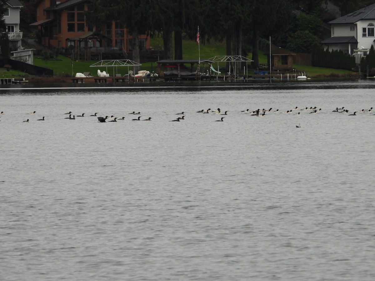 Cormoran à aigrettes - ML646701815