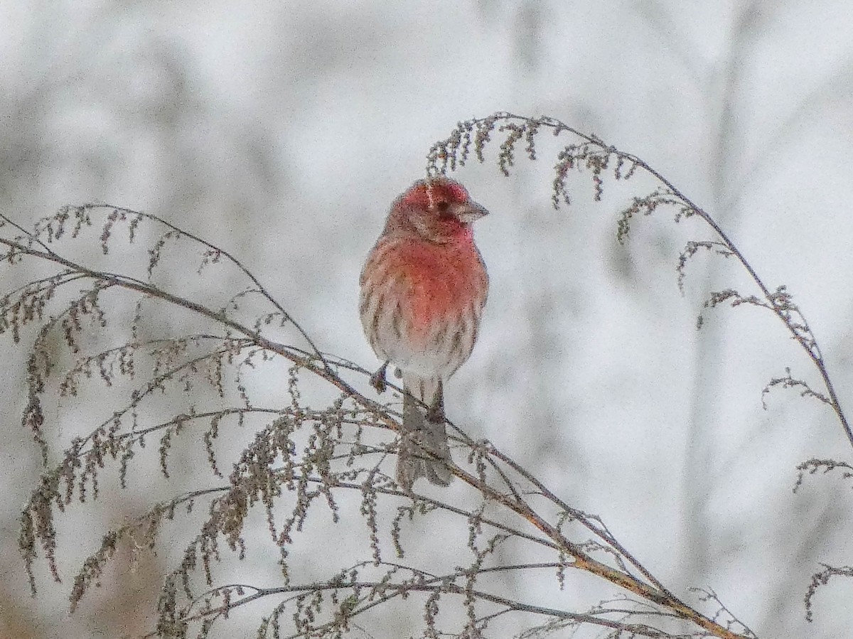 Roselin familier - ML646701819