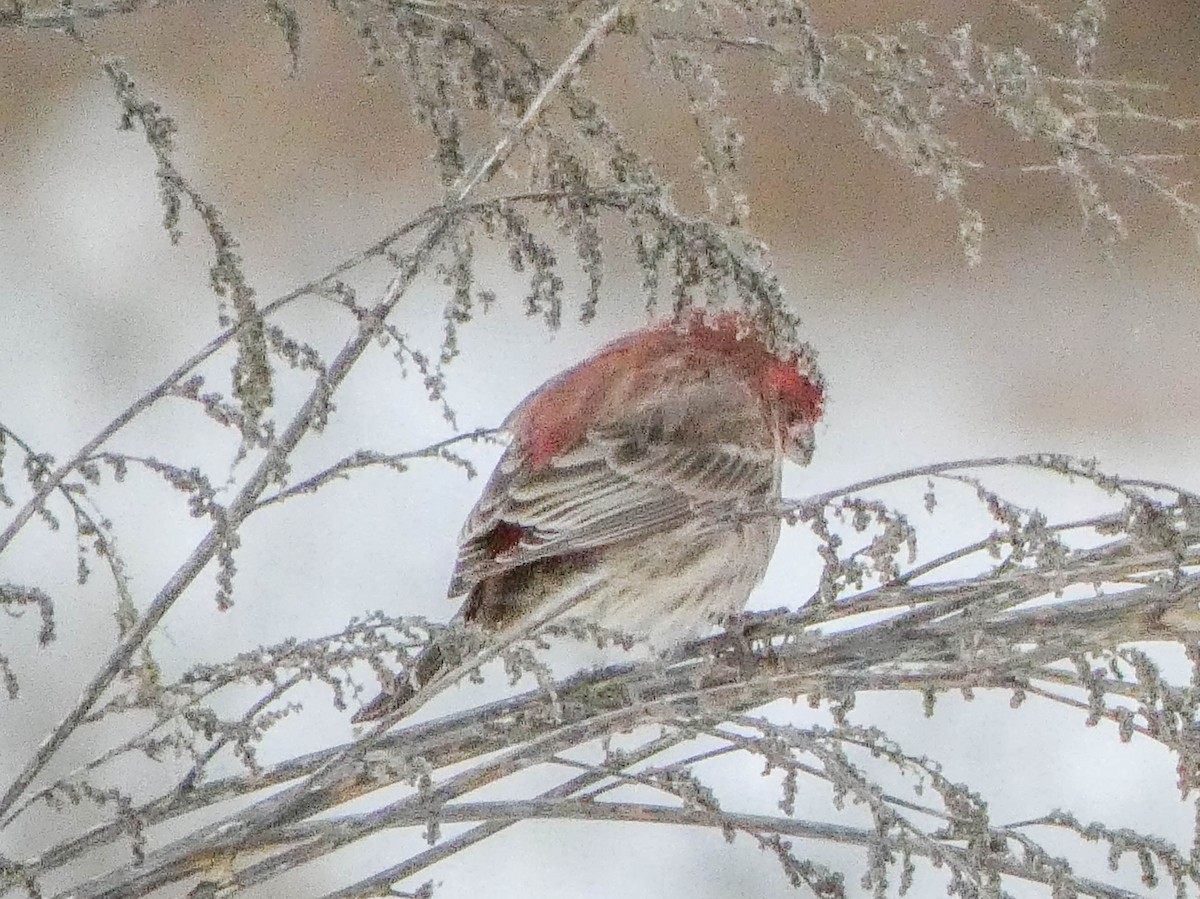 Roselin familier - ML646701820