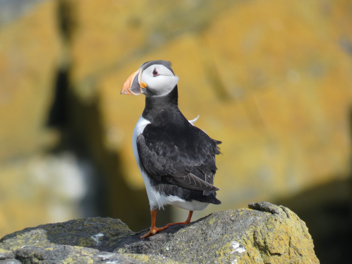 Іпатка атлантична - ML646701822