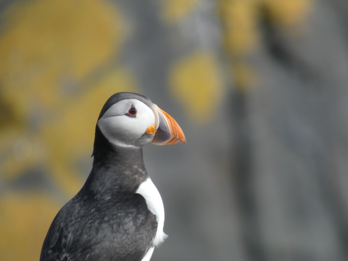 Іпатка атлантична - ML646701823