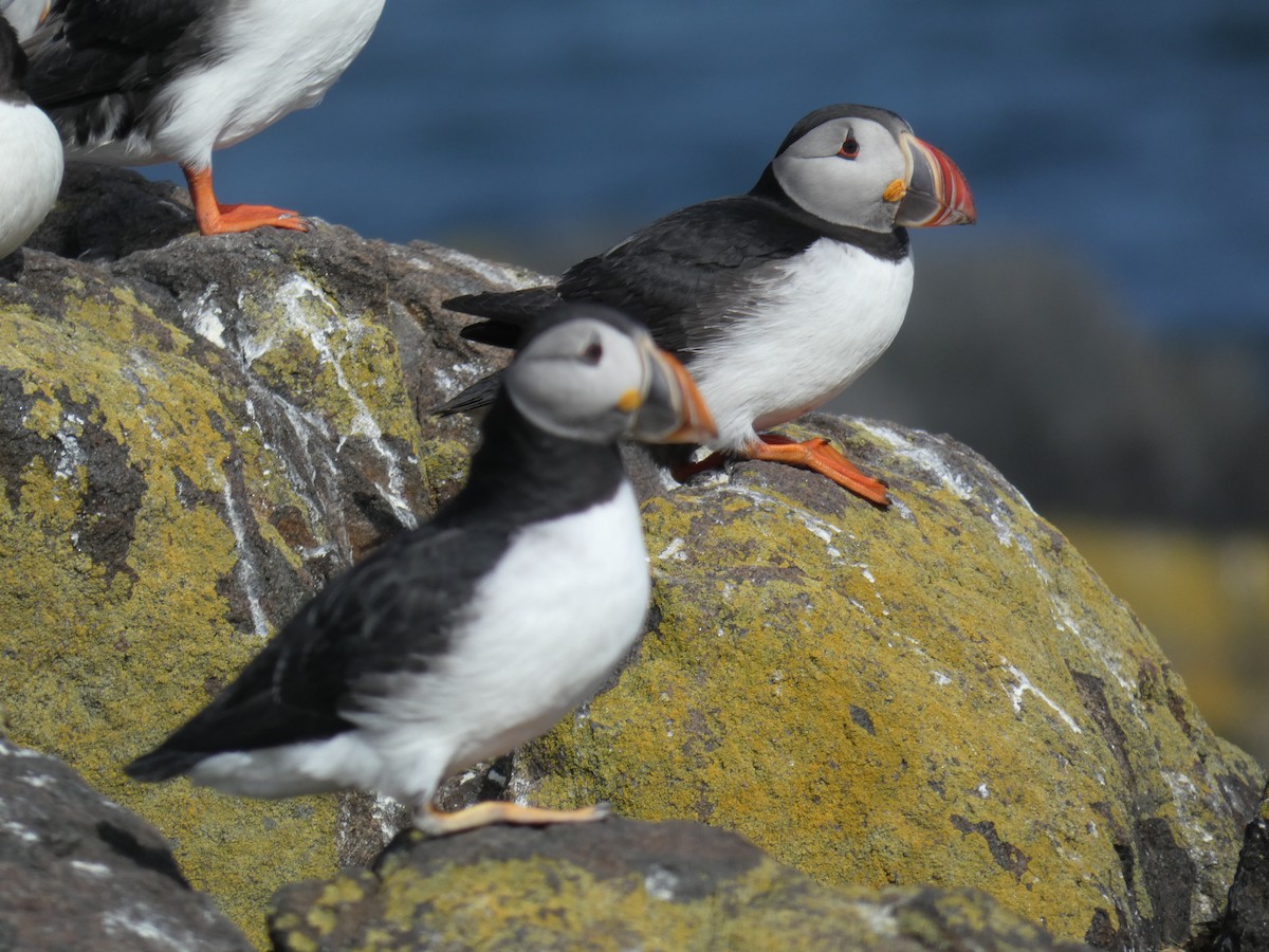 Іпатка атлантична - ML646701824