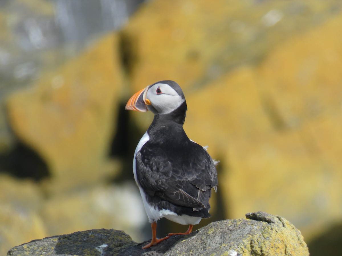 Іпатка атлантична - ML646701825