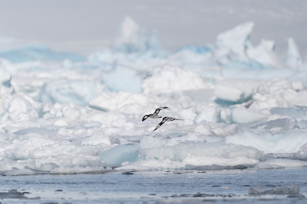 סערון הכף - ML646701826