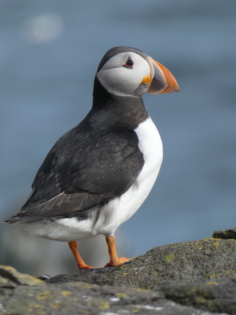 Іпатка атлантична - ML646701827