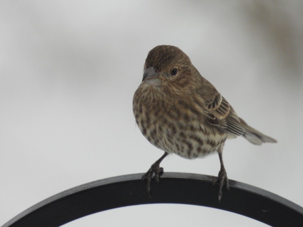 House Finch - ML646701829