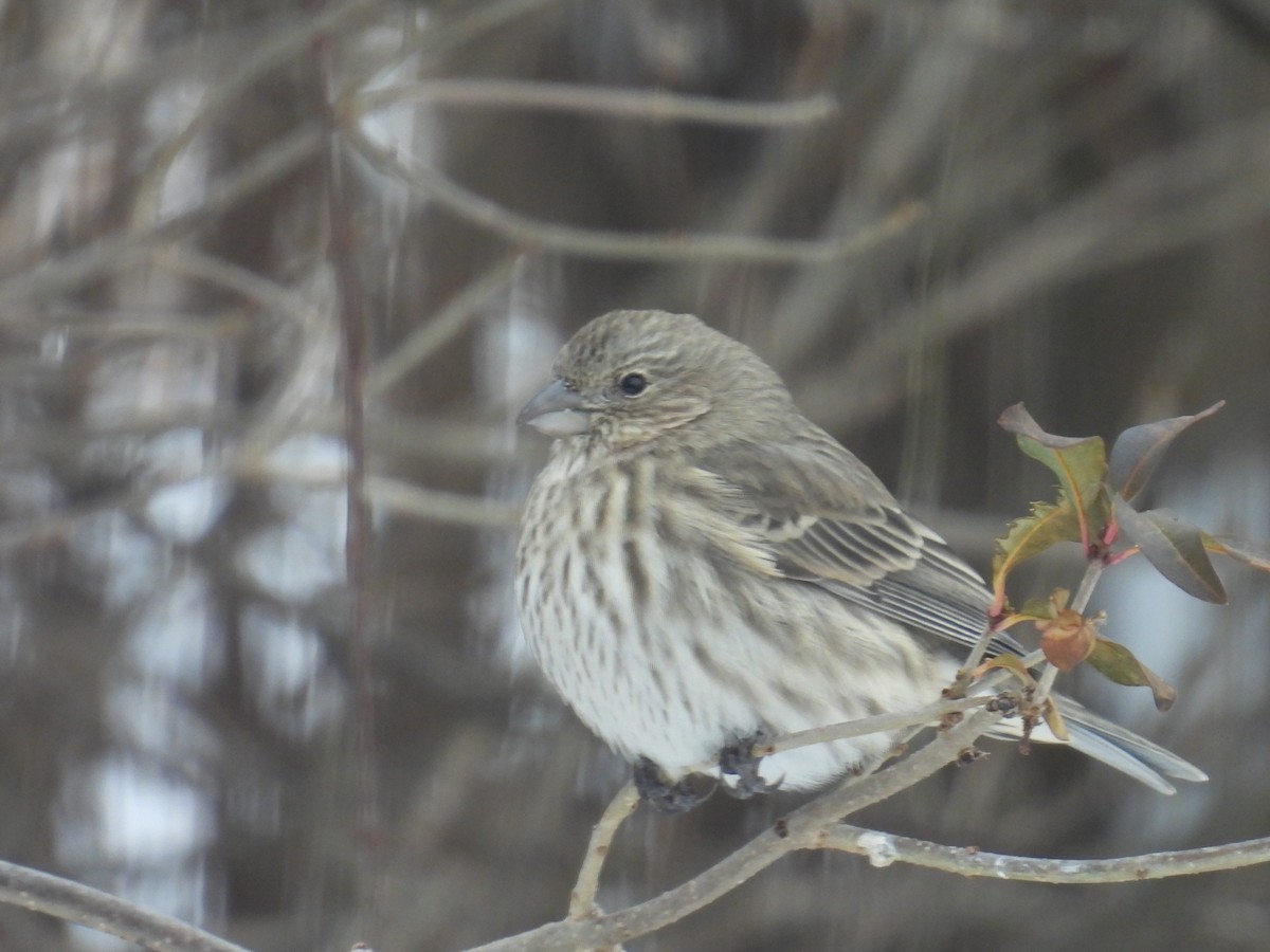 House Finch - ML646701830
