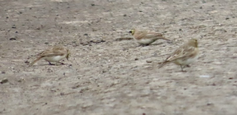 Horned Lark - ML646701831