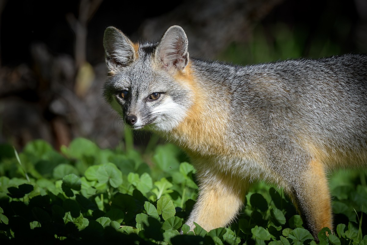 Gray Fox - ML646701835