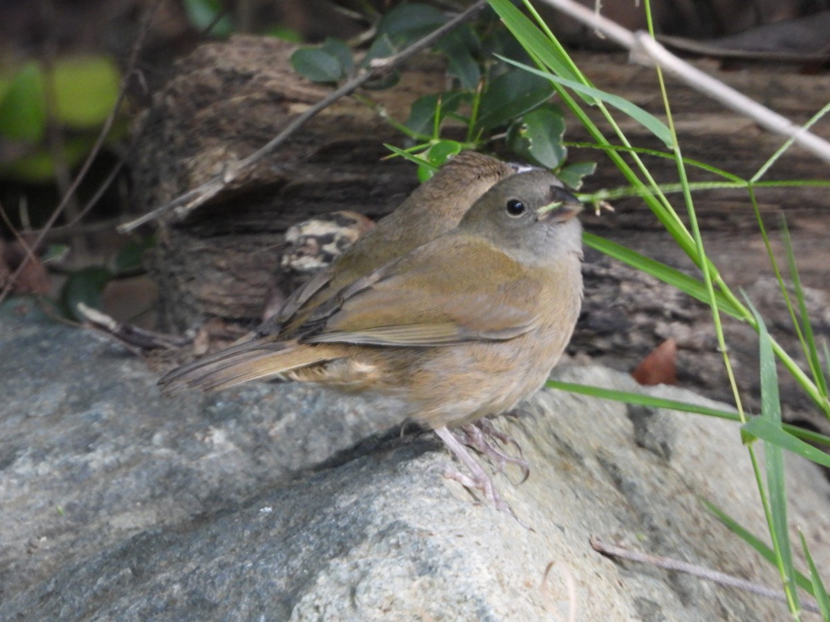 Cici verdinère - ML646701837