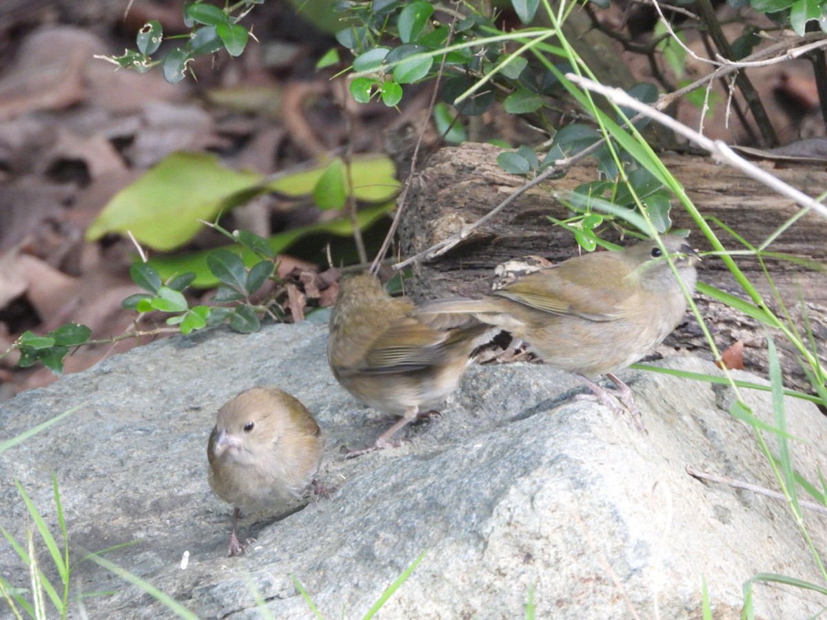 Cici verdinère - ML646701838