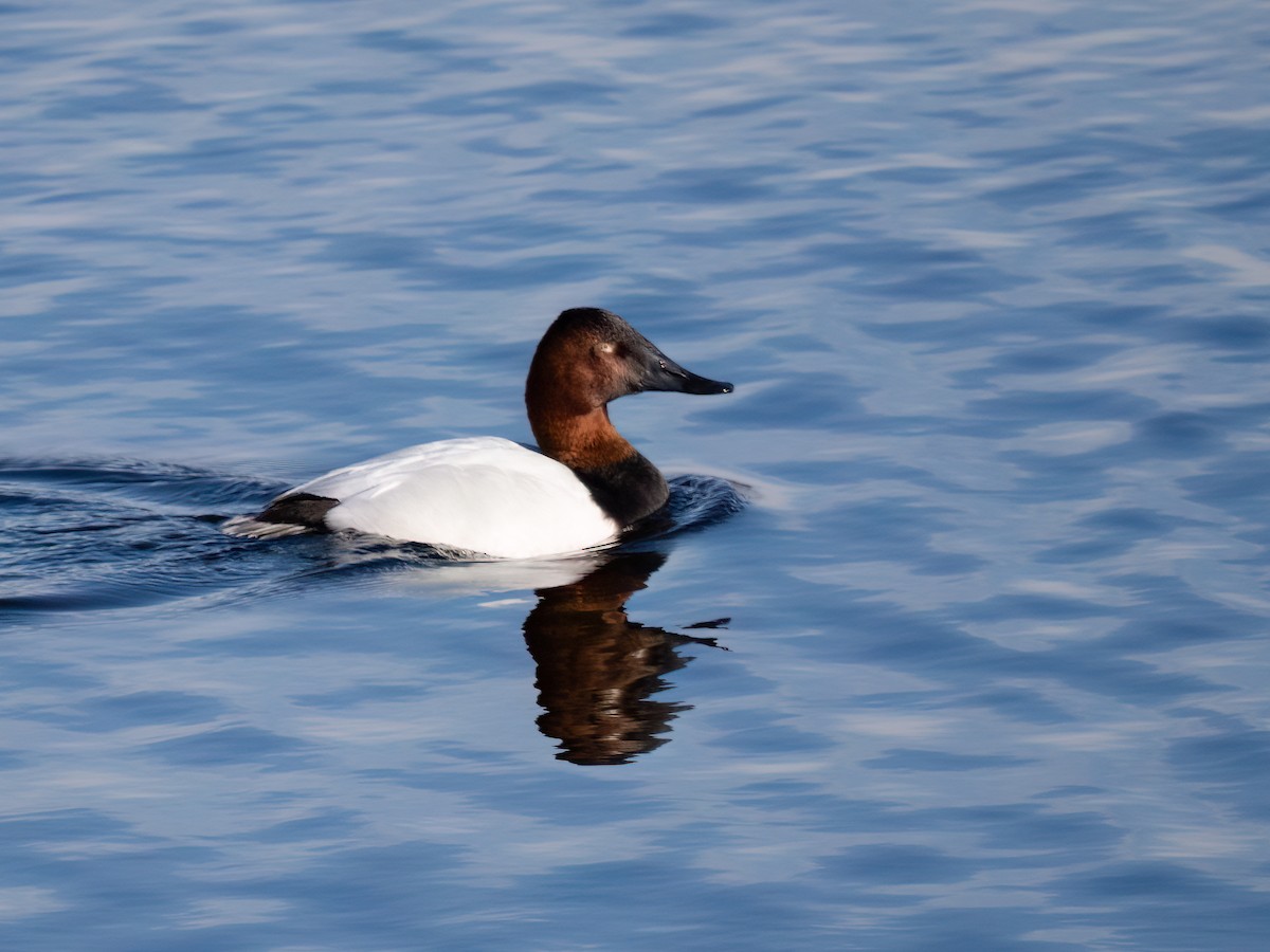 Canvasback - ML646701839