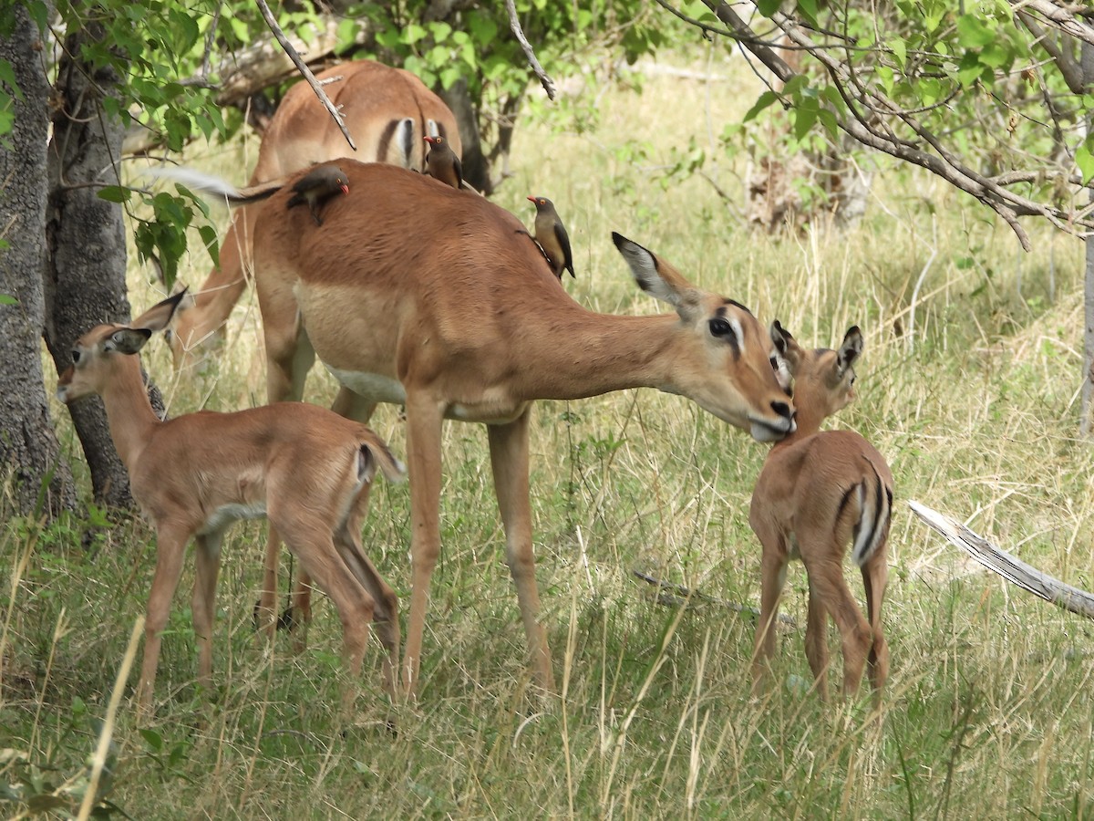 Red-billed Oxpecker - ML646701840