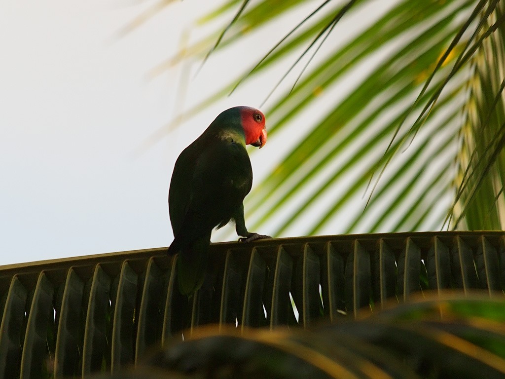 Лоріто червоноголовий - ML646701841