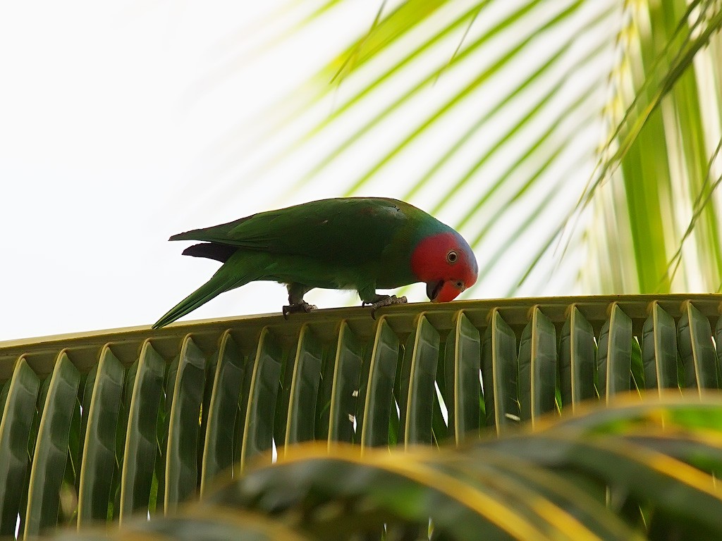 Лоріто червоноголовий - ML646701842