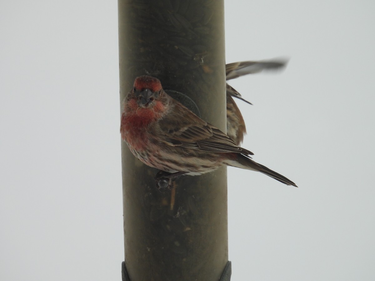 Camachuelo Purpúreo (purpureus) - ML646701844