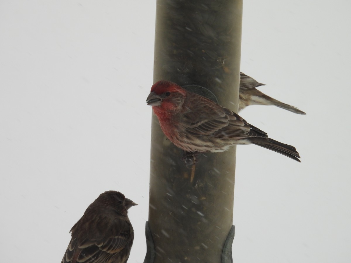 Camachuelo Purpúreo (purpureus) - ML646701845