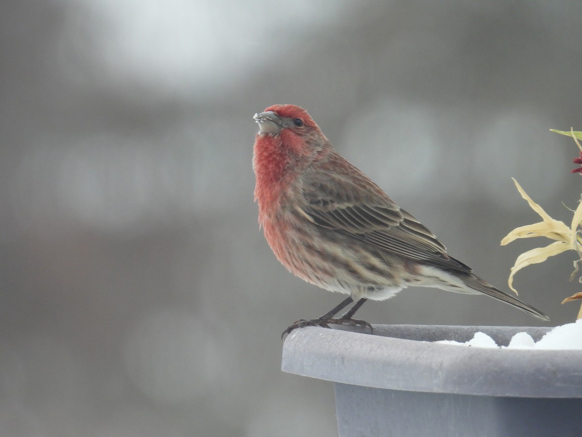 House Finch - ML646701846