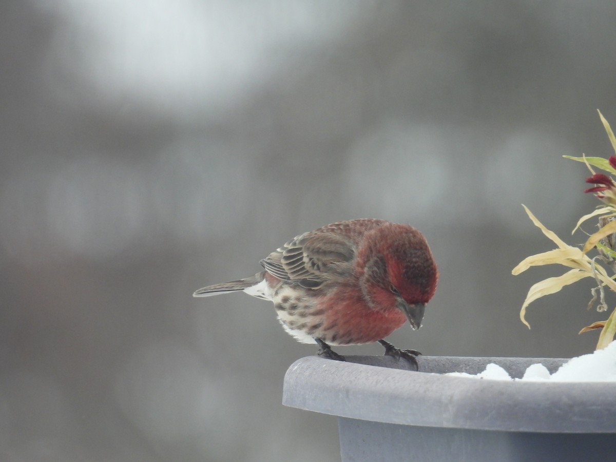 House Finch - ML646701847