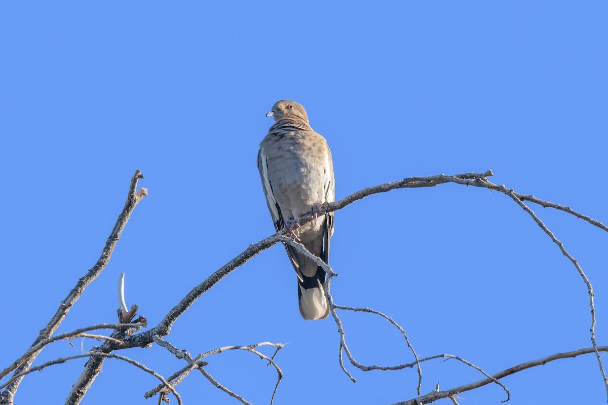 Зенаїда білокрила - ML646701848