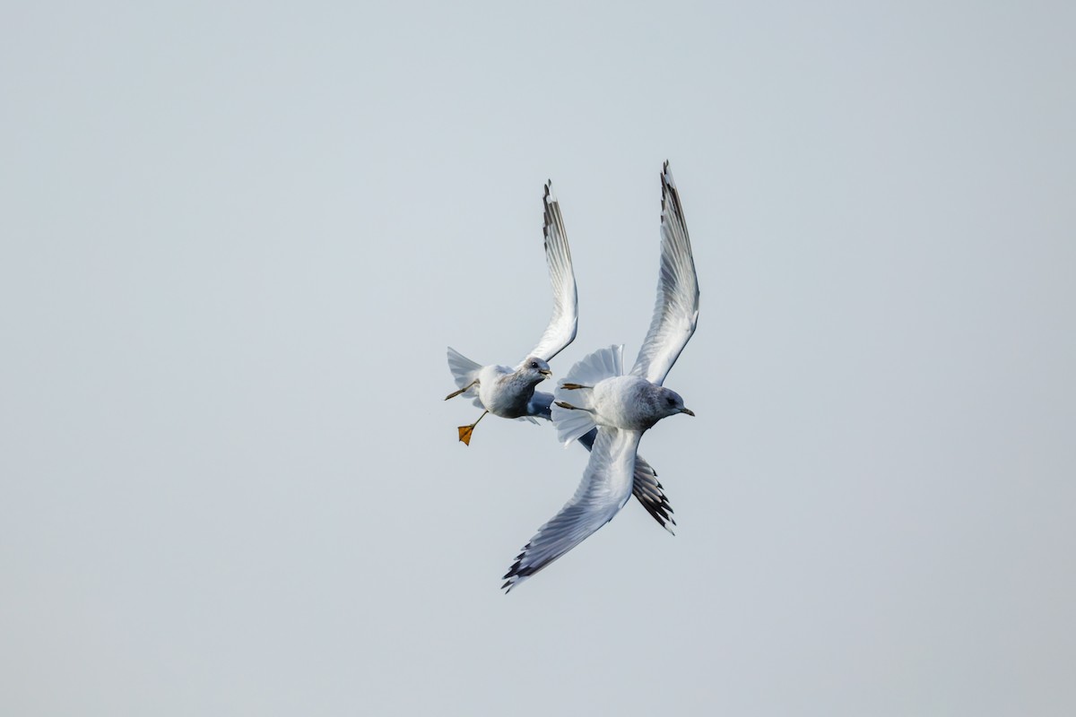 Short-billed Gull - ML646701849
