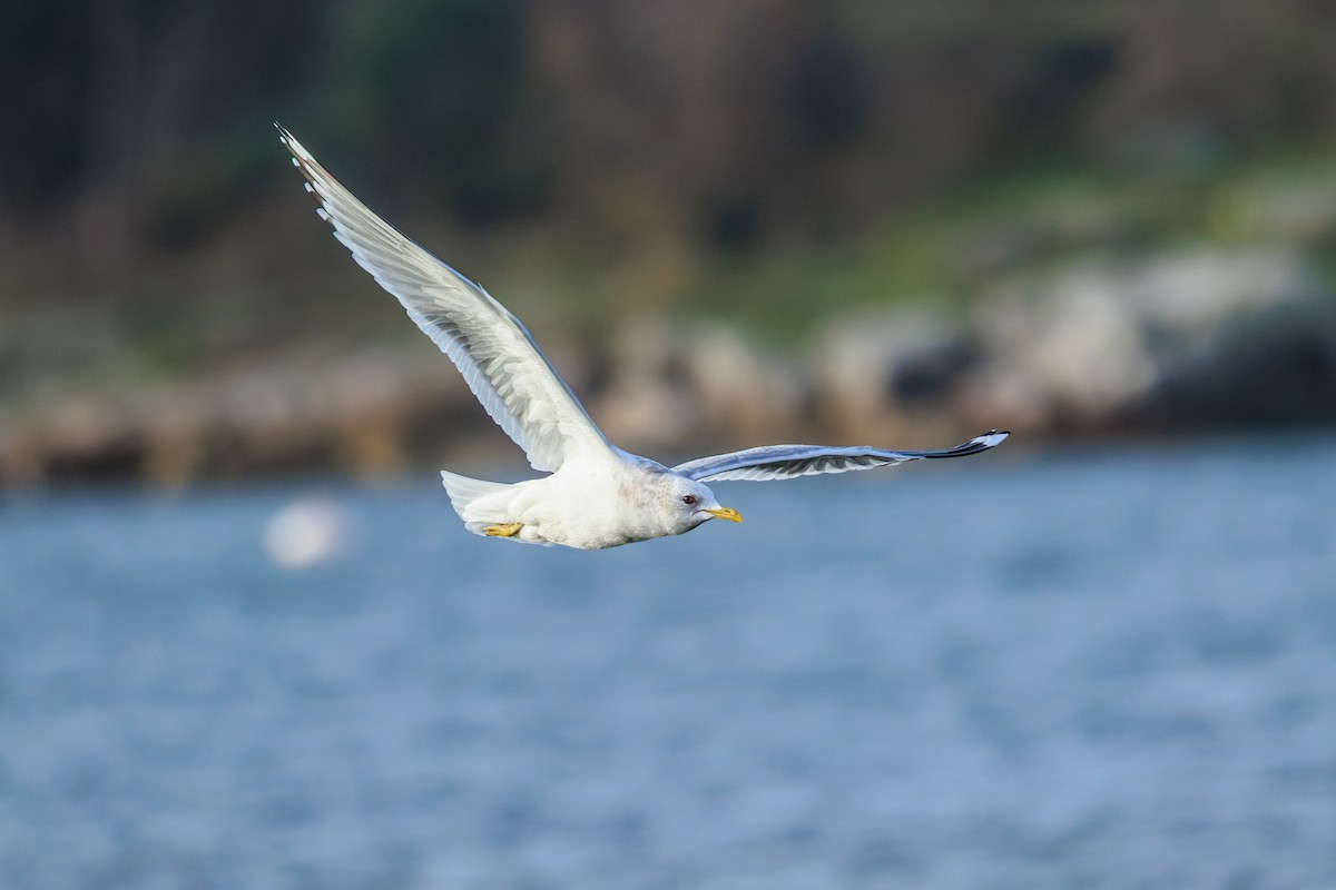 Short-billed Gull - ML646701851