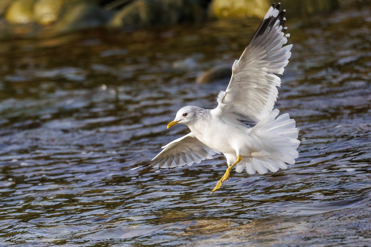 Short-billed Gull - ML646701852