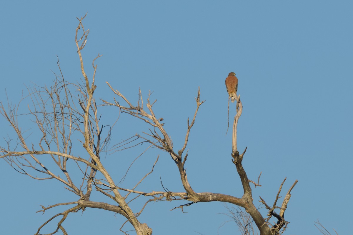 Канюк рудоплечий - ML646701855