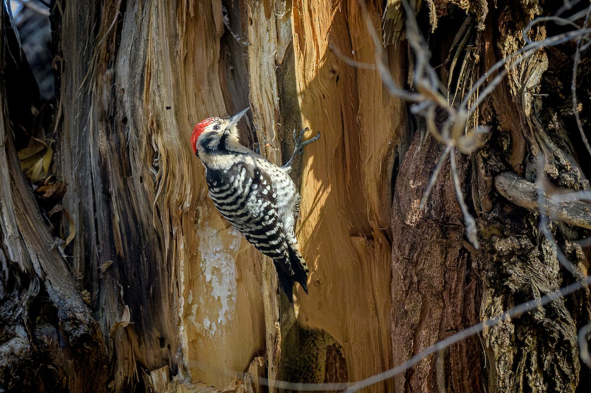 Дятел техаський - ML646701858
