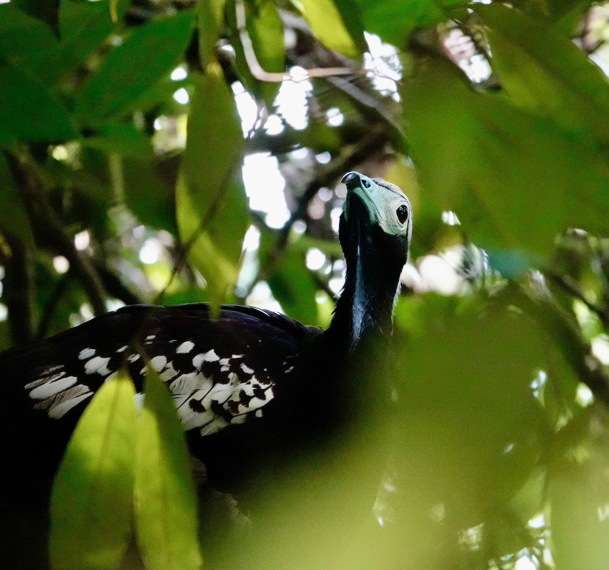 Абурі-крикун синьогорлий - ML646701859