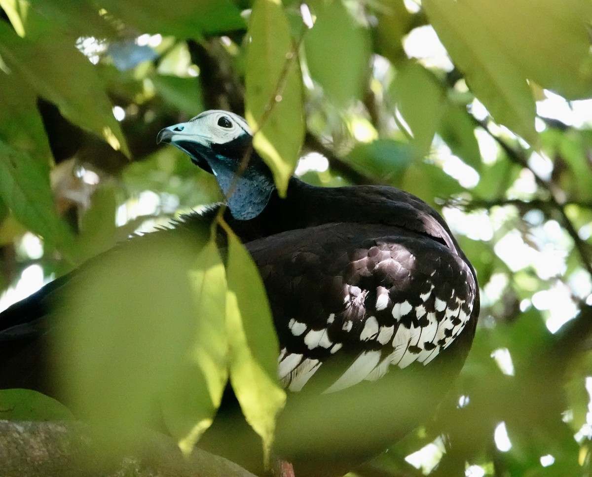 Абурі-крикун синьогорлий - ML646701860