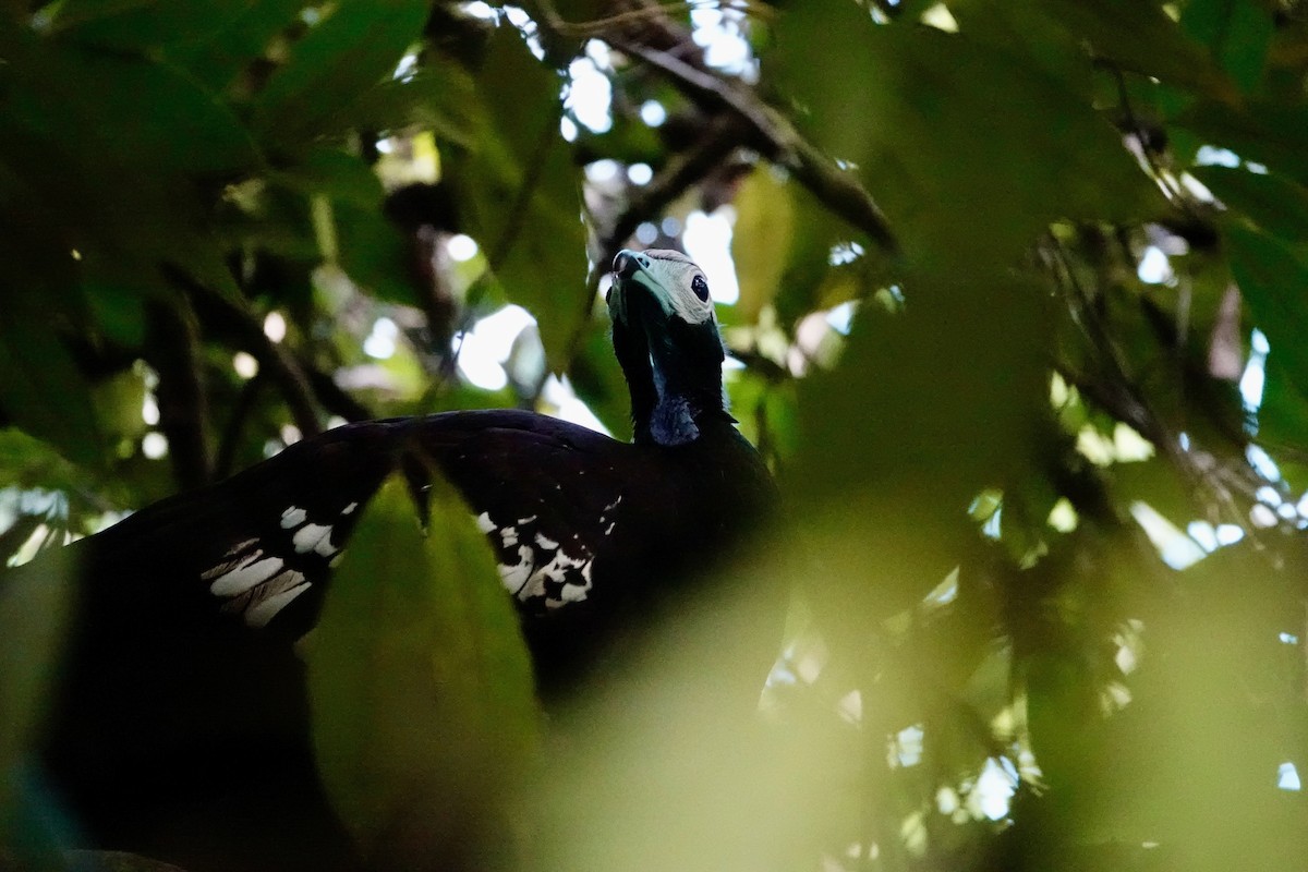 Абурі-крикун синьогорлий - ML646701861