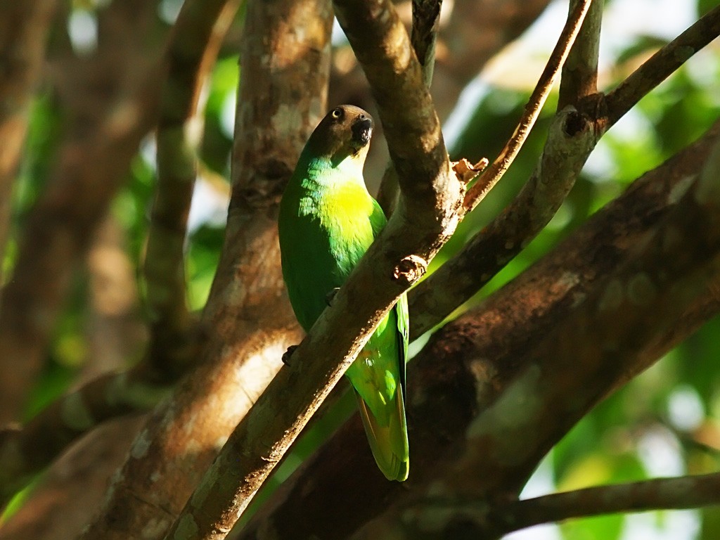 Лоріто червоноголовий - ML646701863