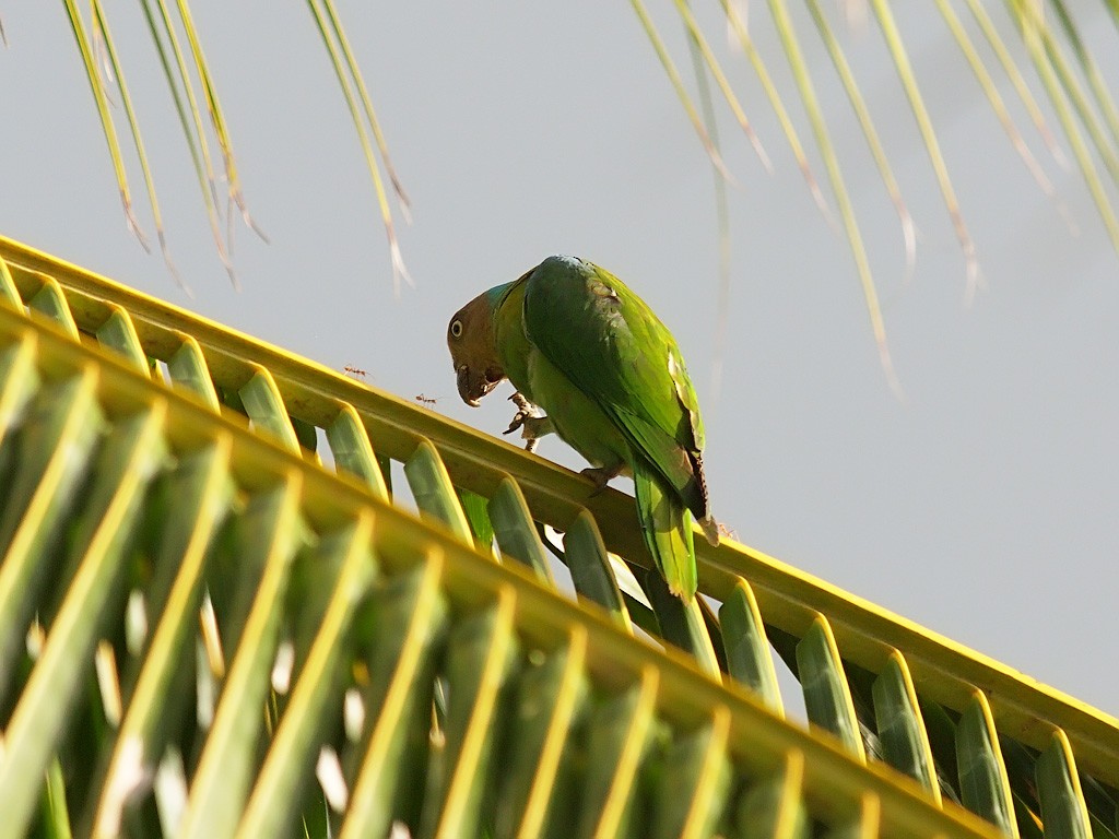Лоріто червоноголовий - ML646701864