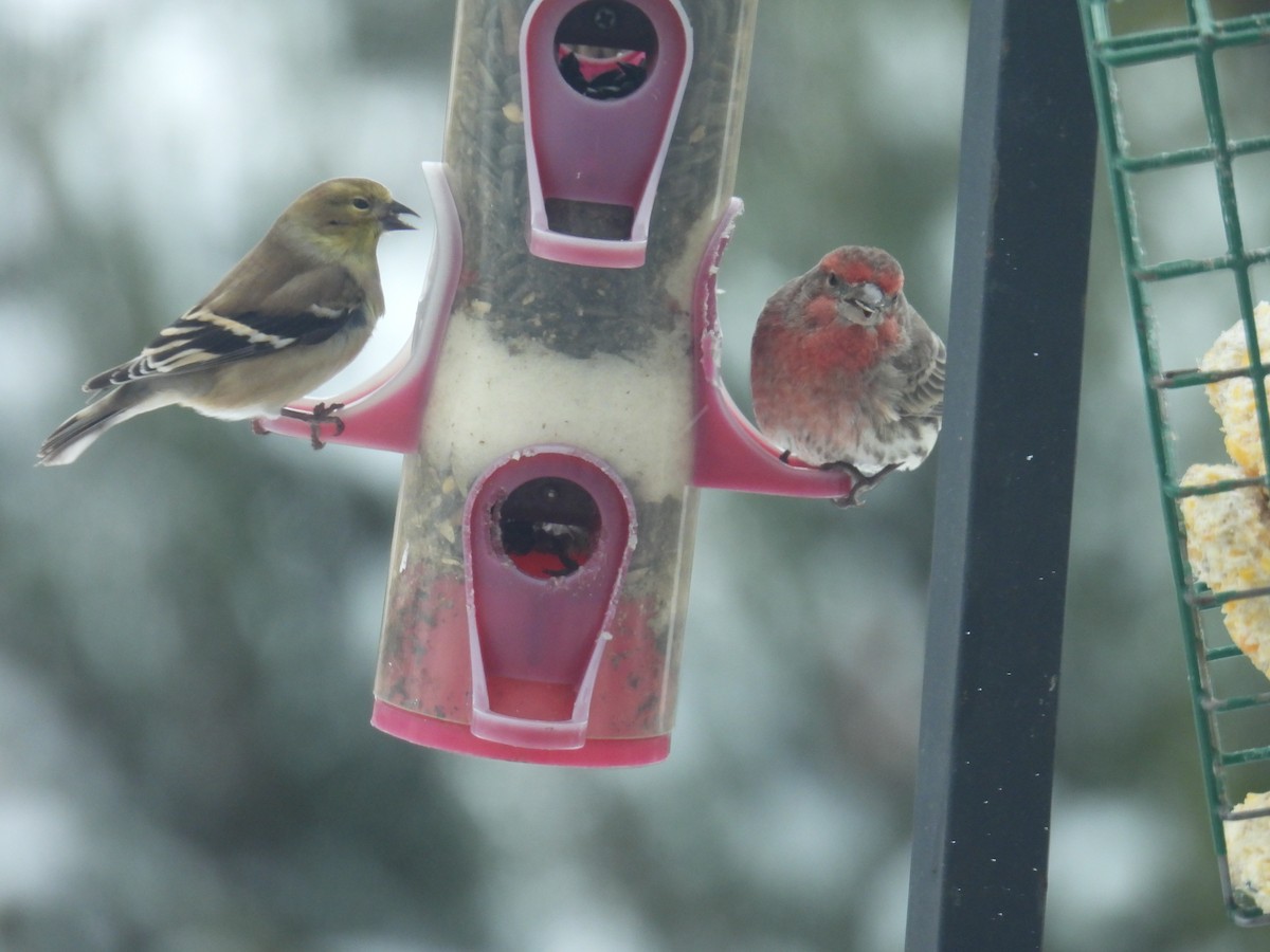 American Goldfinch - ML646701867