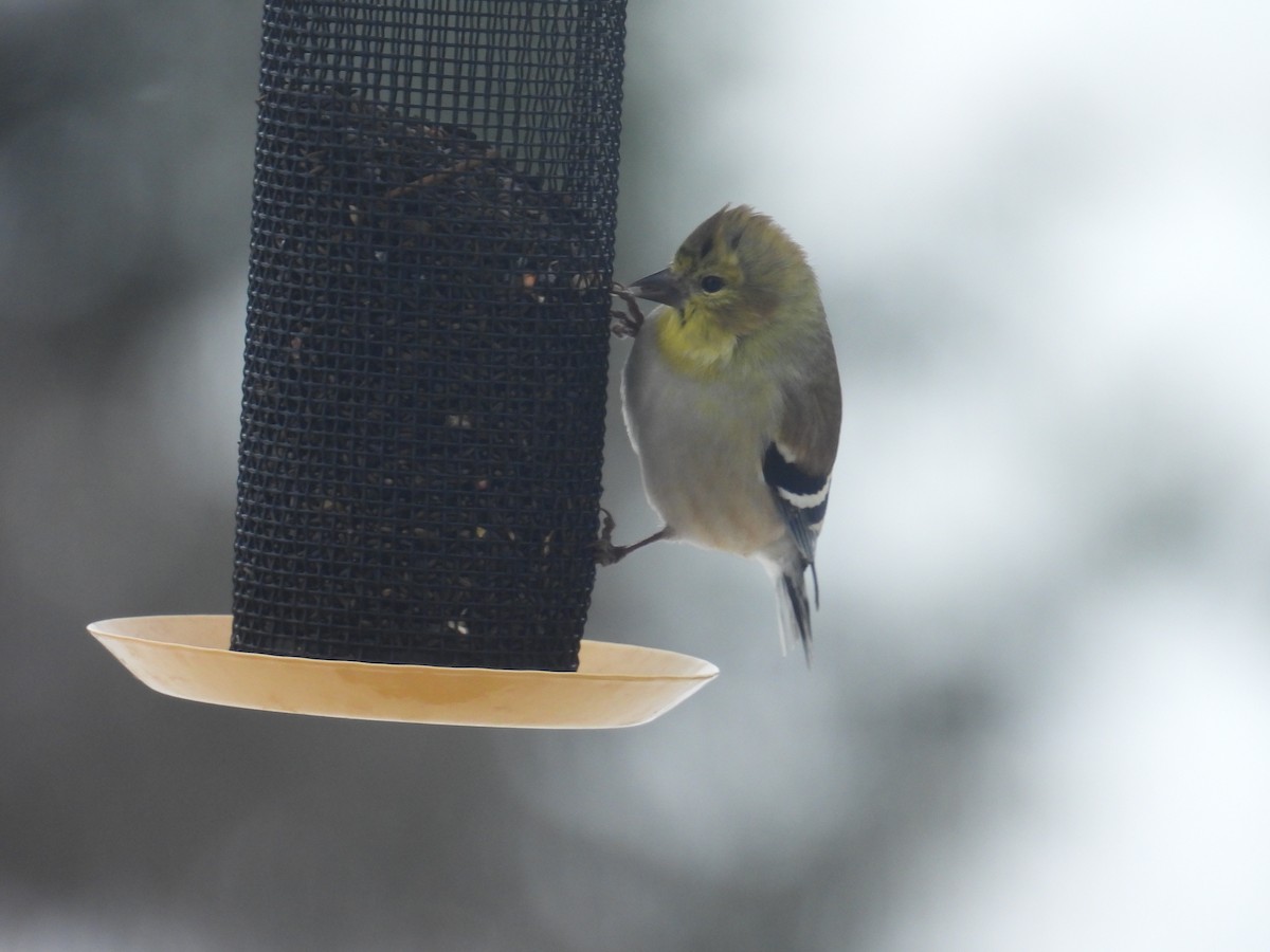 American Goldfinch - ML646701870