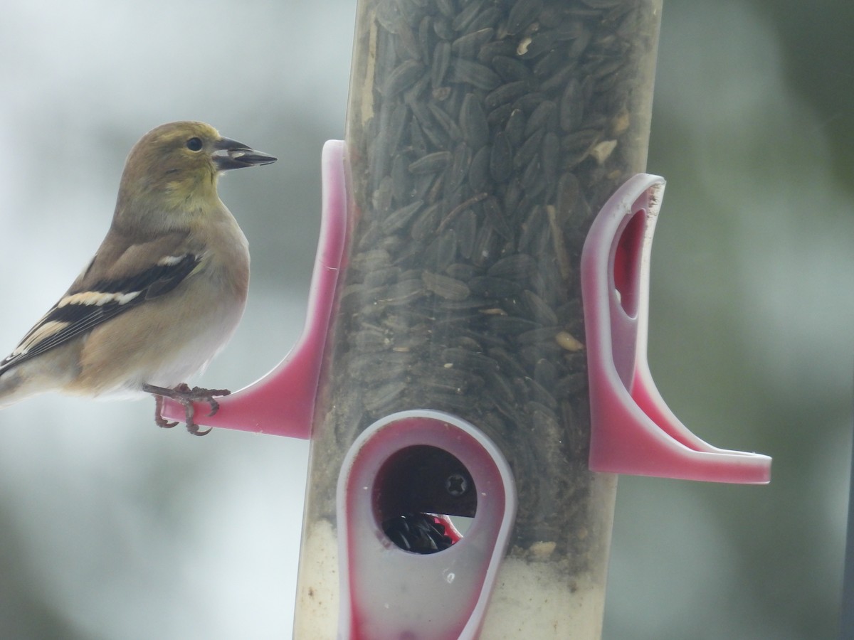 American Goldfinch - ML646701871
