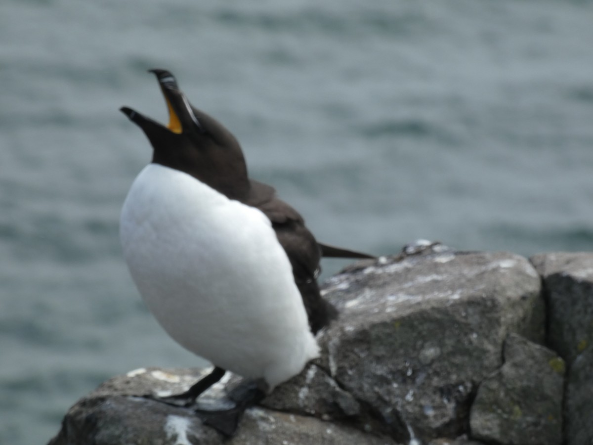 Гагарка мала - ML646701872