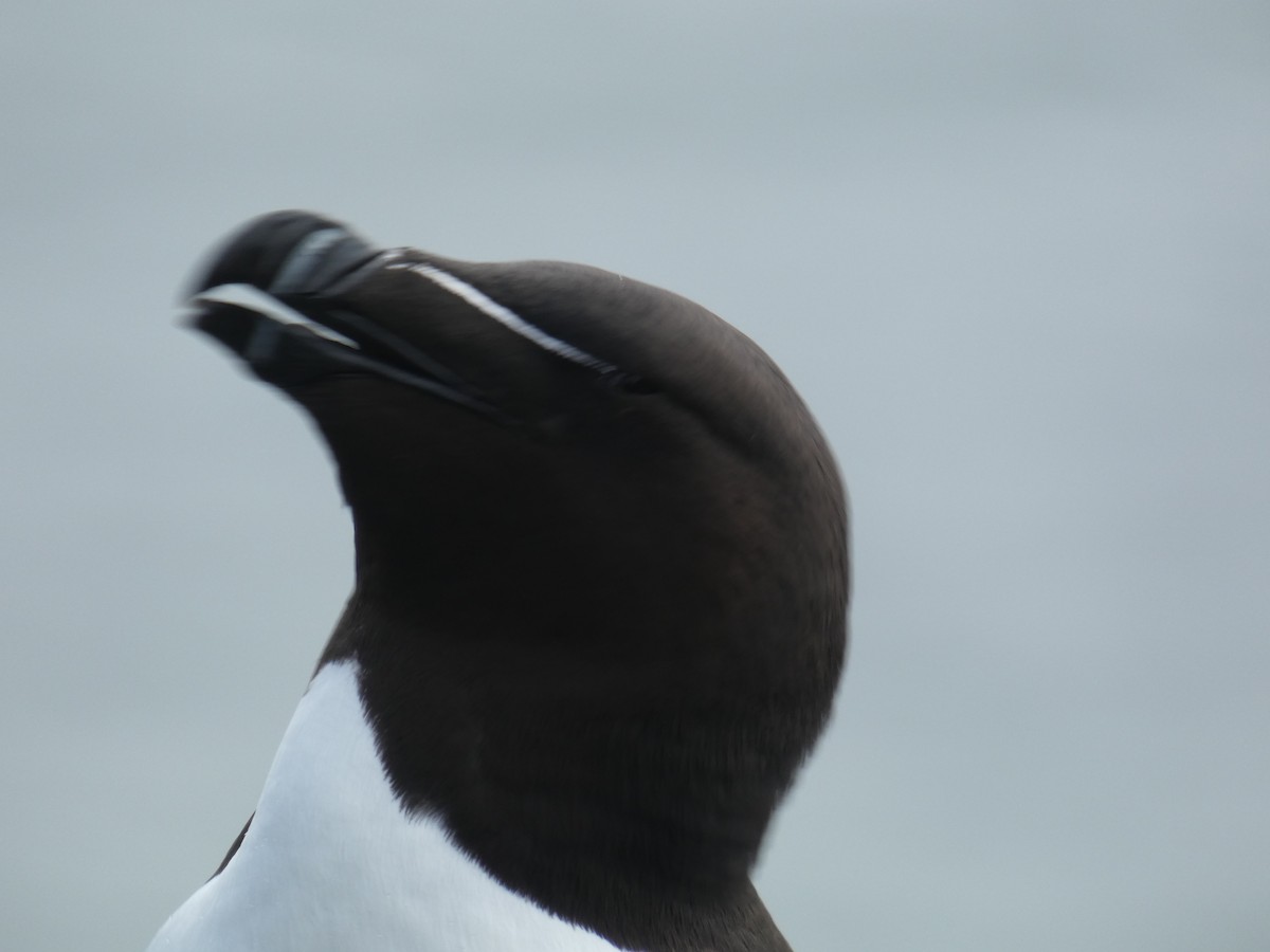 Гагарка мала - ML646701873