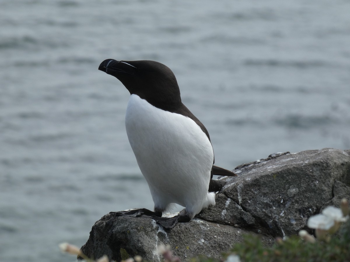 Гагарка мала - ML646701874