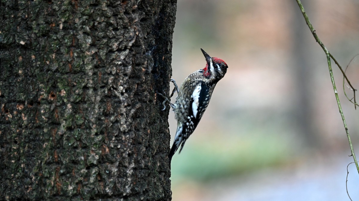 Yellow-bellied Sapsucker - ML646701878