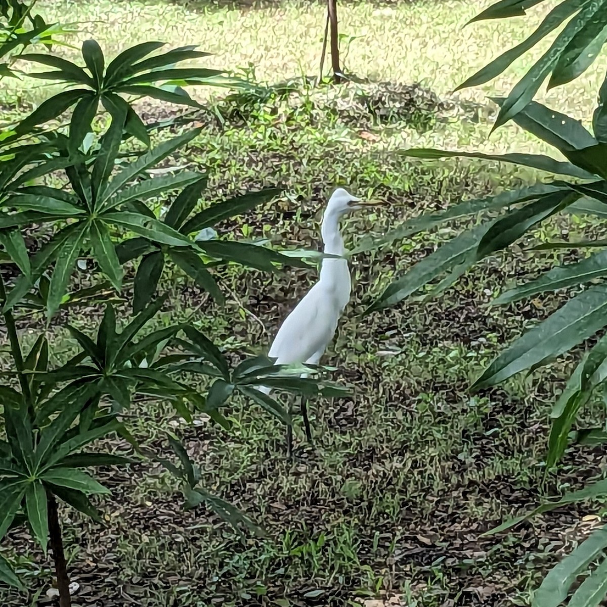 Чапля єгипетська східна - ML646701883