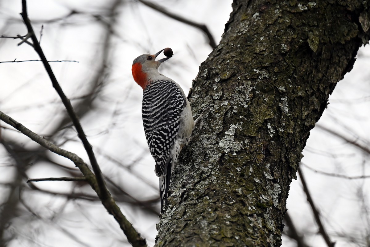 Red-bellied Woodpecker - ML646701884