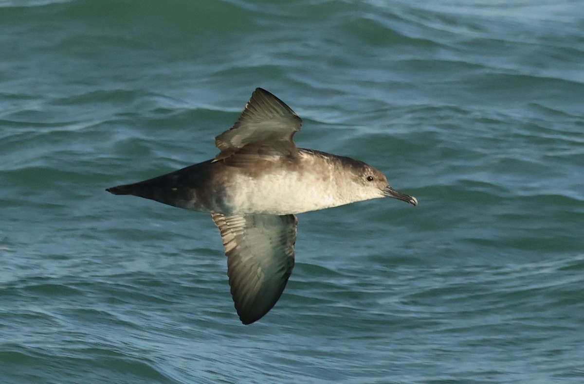 Буревісник балеарський - ML646701886