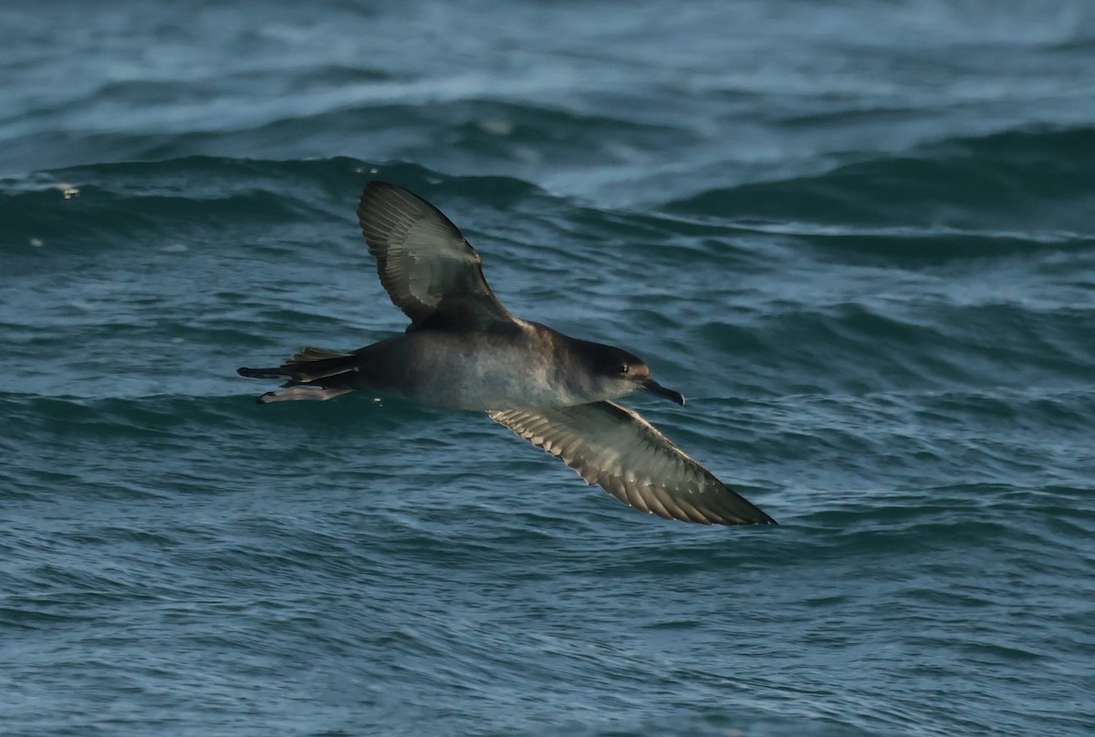 Буревісник балеарський - ML646701887