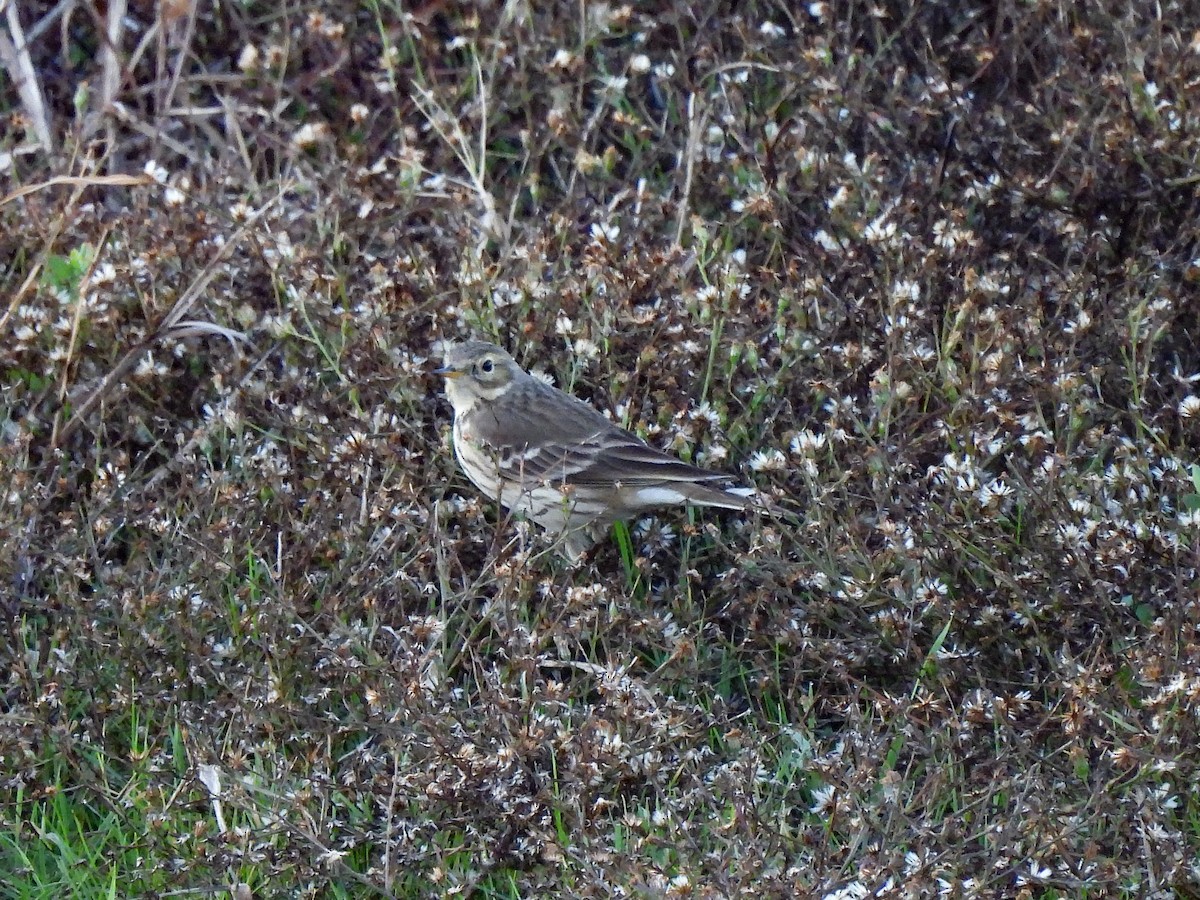 Щеврик американський - ML646701889