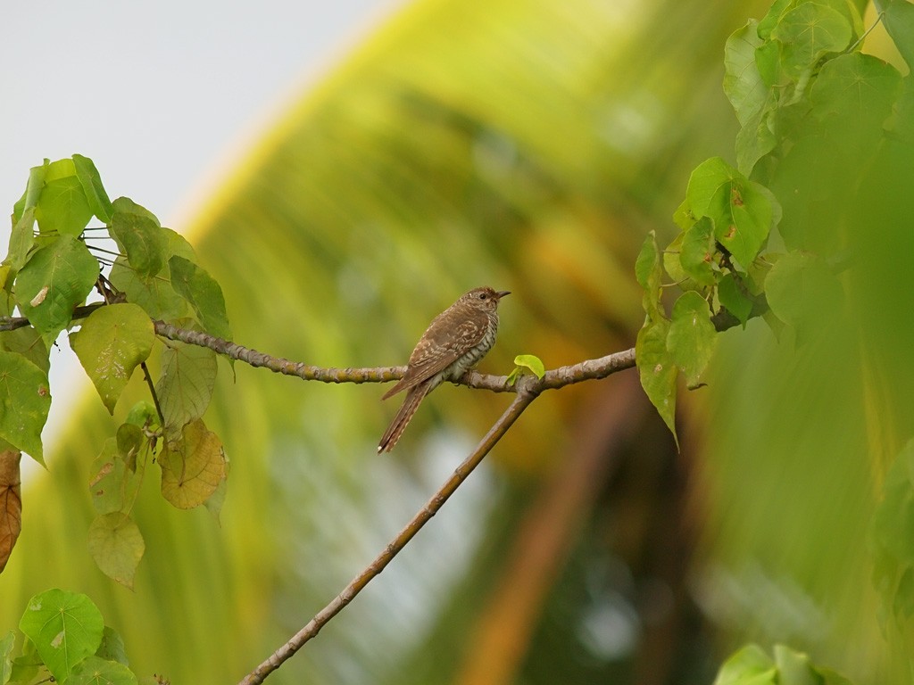 Кукавка австралійська [група variolosus] - ML646701890