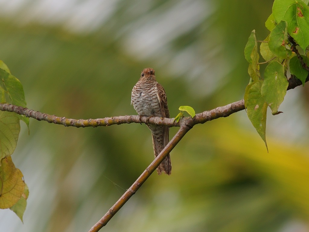 Кукавка австралійська [група variolosus] - ML646701891