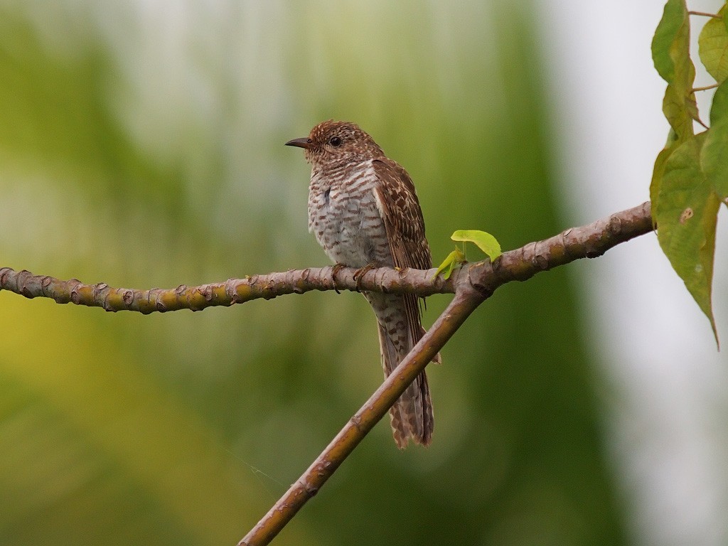 Кукавка австралійська [група variolosus] - ML646701892